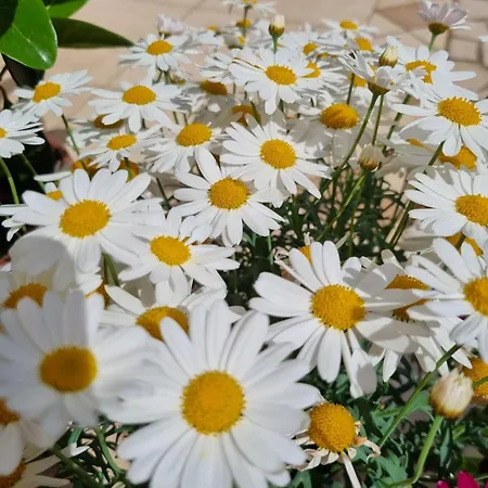 Bed & Breakfast La Dimora Del Giglio *