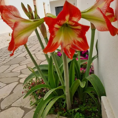 Bed & Breakfast La Dimora Del Giglio *